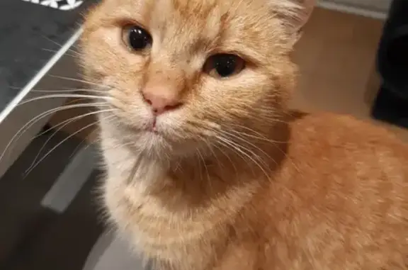 Chatte rousse câline trouvée - photo