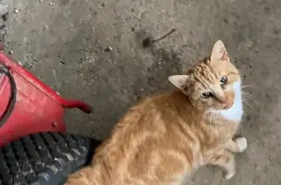 Chat errant adopte dépendance - photo
