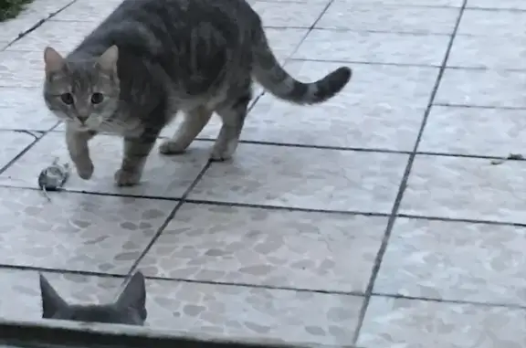 Animaux perdus , photo: Chatte grise perdue à Nogent