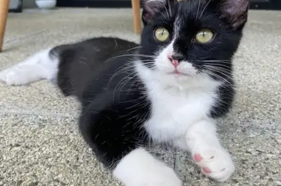 Animaux perdus Rennes, photo: Chat noir et blanc perdu à Rennes