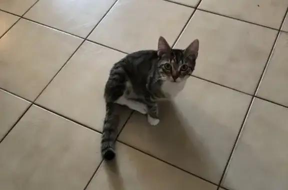 Chaton européen trouvé, pattes blanches - photo