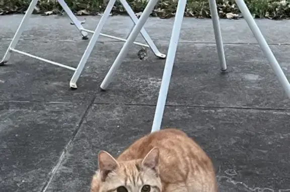 Chat perdu: jeune mâle gentil - photo