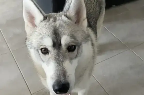 Chien perdu , photo : Husky perdu à Virandeville