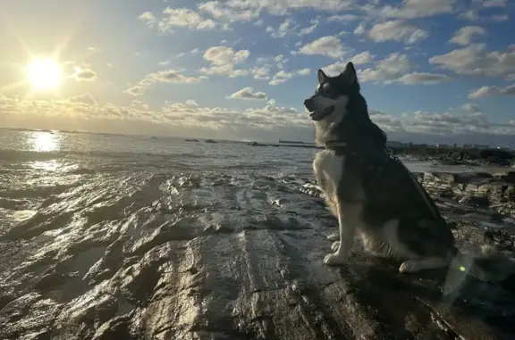 Animaux perdus Les Sables-d'Olonne, photo: Perdu: Malamute Ringo, 0777918944