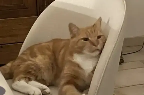 Animaux perdus Aubais, photo: Perdu: Chat roux et blanc 6kg