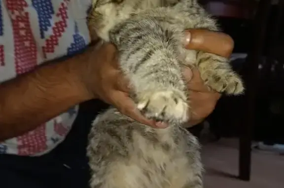 Found Kitten: Safe & Cared for at 738 Warwick!