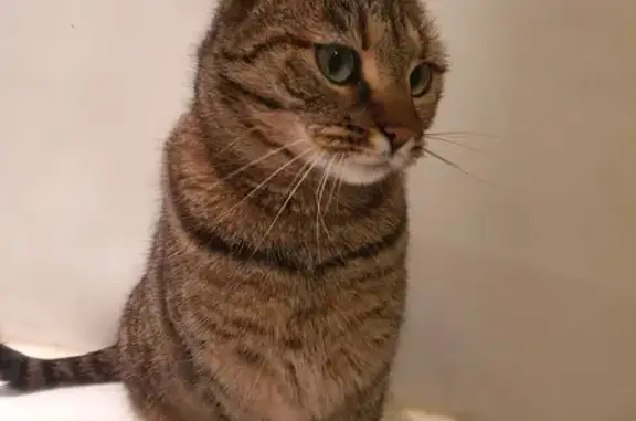 Chatte perdue: Collier, 2-3 ans - photo