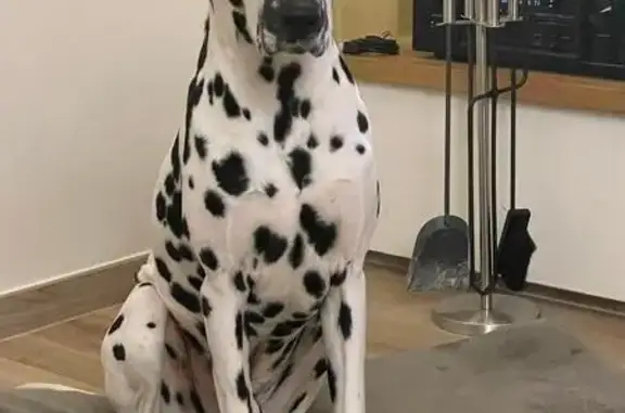 Chien perdu Le Val, photo : Pongo, Dalmatien perdu au Val