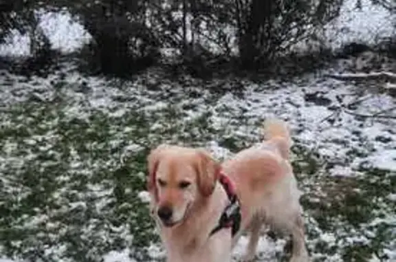 Golden Retriever perdu à Condeau - photo