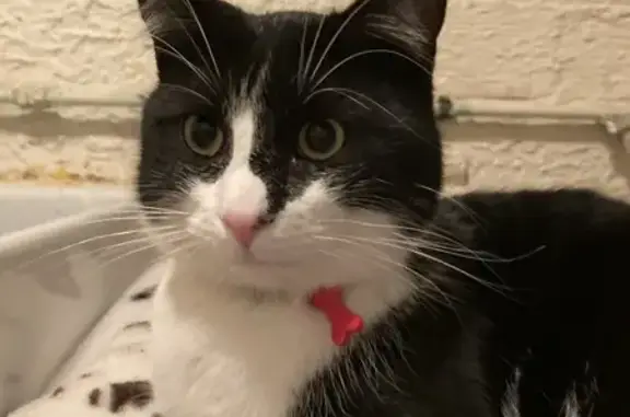 Chat trouvé Nanterre, photo: Chat noir et blanc perdu à Nanterre