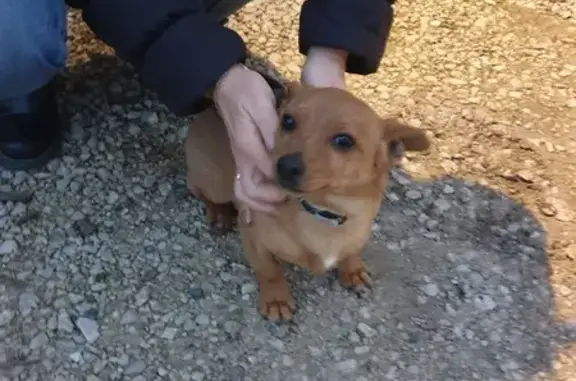 Animaux trouvés , photo: Chiot fauve perdu à Lye