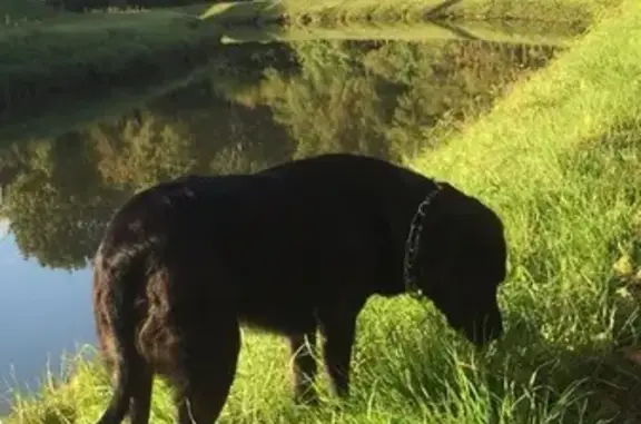 Animaux perdus , photo: Appel: Labrador Hevy disparu