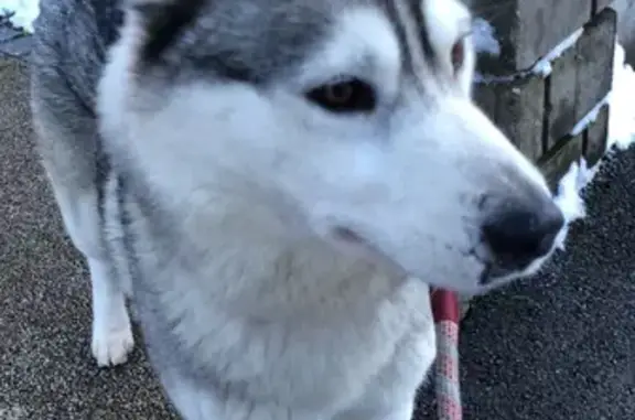 Husky crème perdu à Gilley - photo