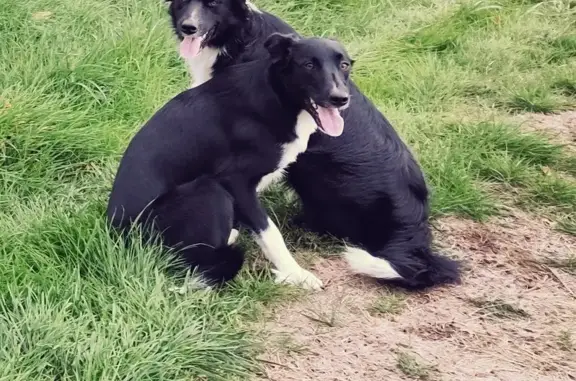 Chien perdu , photo : Border Collie égaré à Pradines