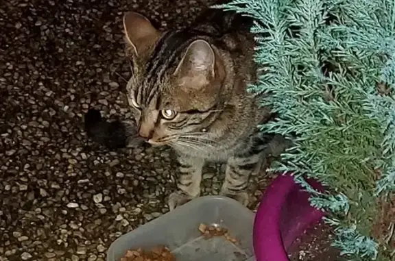 Chat tigré perdu avec collier - photo