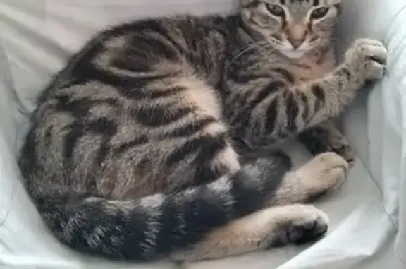 Chaton trouvé cherche foyer - photo