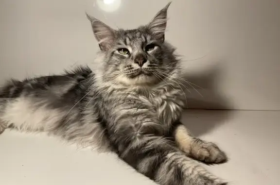 Chat perdu, Marolles-sur-Seine, photo: Chat Maine Coon perdu à Marolles