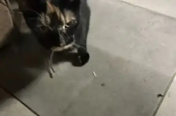 Chatte écaille trouvée - Les Peintures - photo