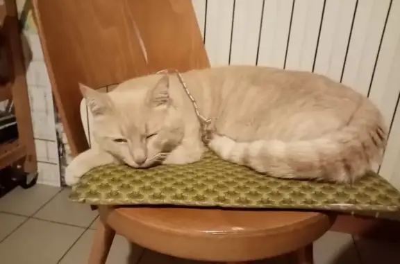 Chat roux perdu, non identifié - photo
