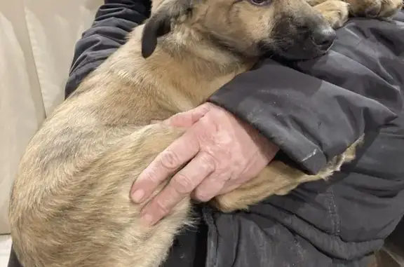 Chiot mâle sans queue trouvé - photo