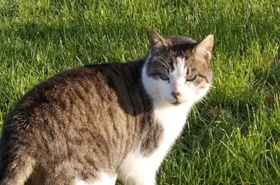 Chat blanc-gris perdu à Leigné - photo
