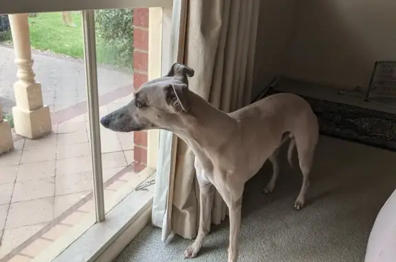 Lost Sandy Whippet - Call 0488417788 Now!