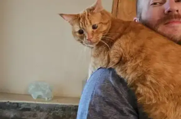 Lost Ginger Cat: 2-Year-Old, Part-Blind - Help!