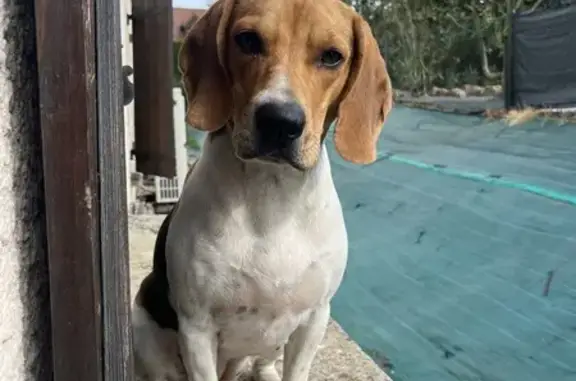 Chien perdu , photo : Beagle Truffe disparue à Douchy