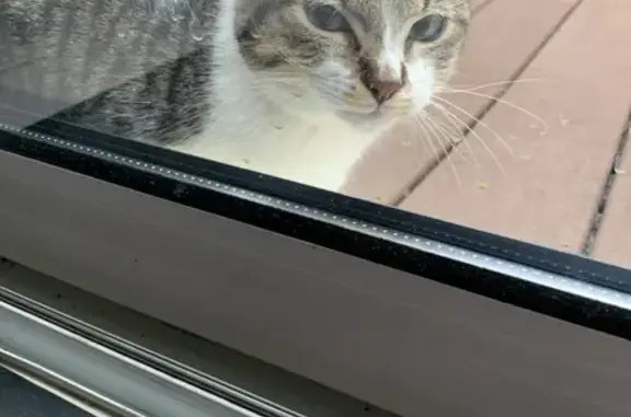 Chaton trouvé à Drefféac - photo