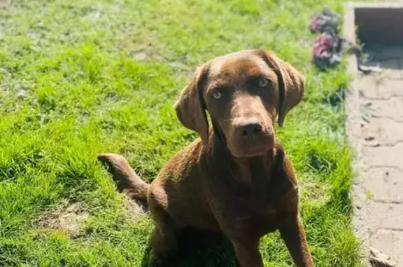 Animaux perdus Langon, photo: Labrador chocolat perdu à Langon