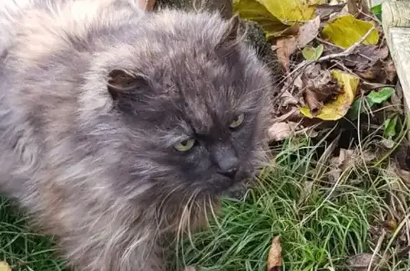 Chat trouvé , photo: Chatte écaille trouvée à Orée