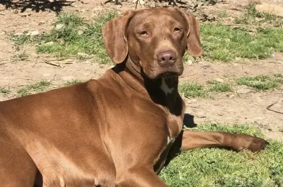 Chien perdu , photo : Chien perdu près du Lac Jouarres