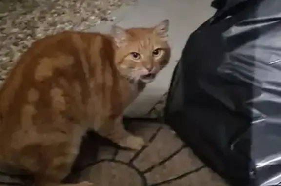 Chat non identifié trouvé au Raguenaud - photo