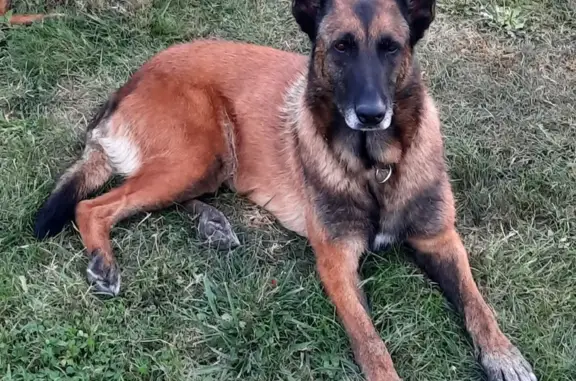 Chien perdu , photo : Ice, Malinois perdue, Auvergne