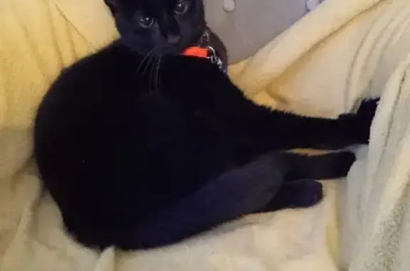 Chat noir, taches blanches, trouvé - photo