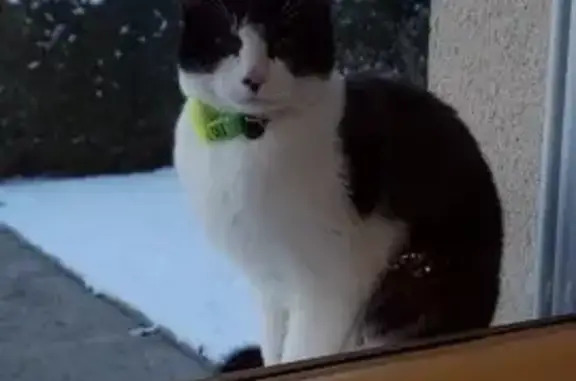 Chat sociable trouvé à Boulon - photo