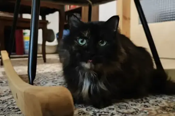 Chat perdu, Fréthun, photo: Chatte noire perdue à Fréthun