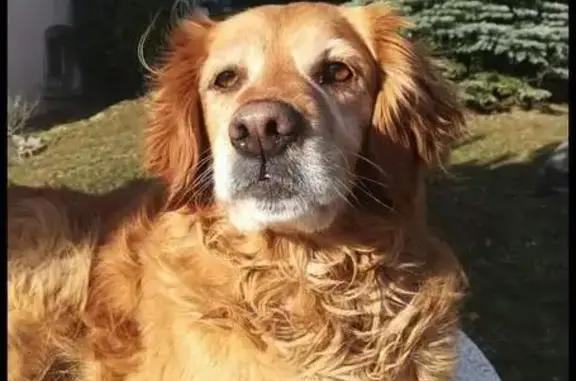 Chien perdu , photo : 🆘 Isis, chienne perdue 📍 St-Georges