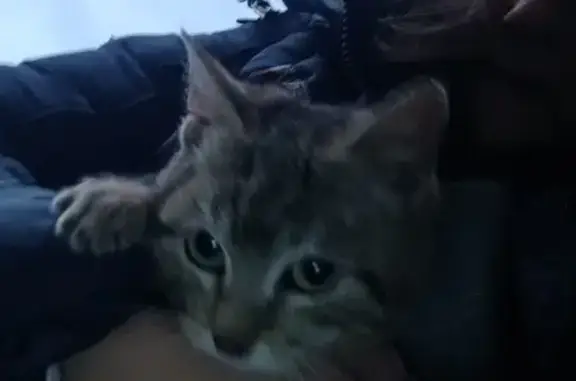 Chaton femelle trouvé, doux, 4 mois - photo