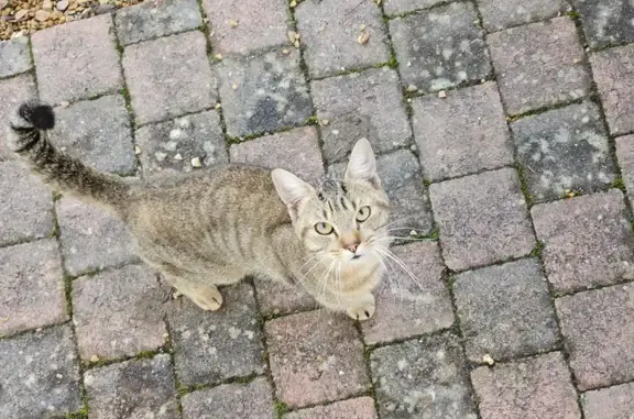 Chat affectueux et malade trouvé - photo