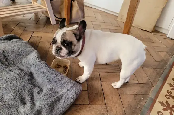 Chien trouvé Valenciennes, photo: Bouledogue beige perdu à Valenciennes