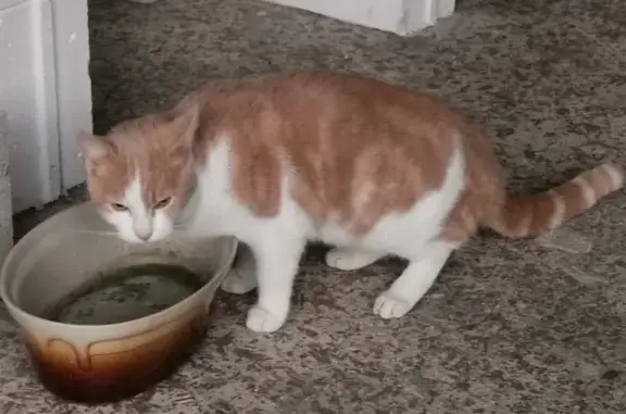 Animaux trouvés Châlette-sur-Loing, photo: Chat roux et blanc trouvé