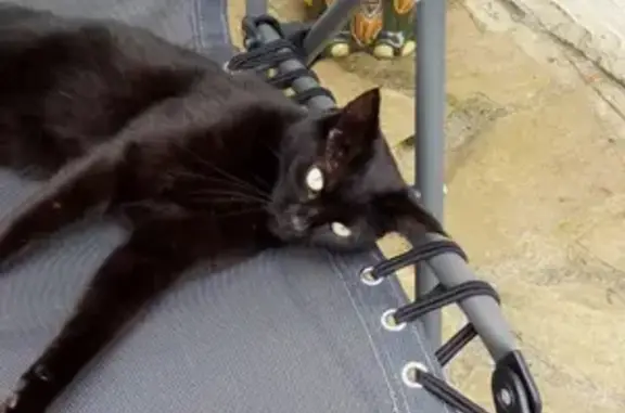 Chat perdu, Châteauneuf-du-Faou, photo: Avis de recherche: Nina, chatte noire