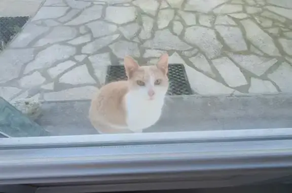 Chat blanc affectueux trouvé - photo