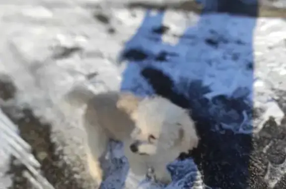 Chien perdu à Thaon retrouvé - photo