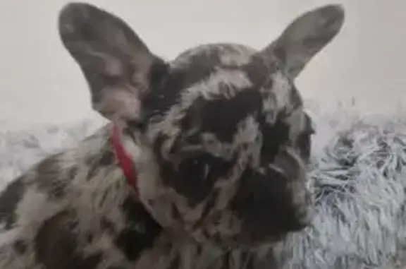Chien perdu Tremblay-les-Villages, photo : Perdue: Nyx, Bouledogue merle, 3 mois