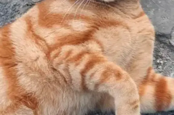 Animaux perdus Rueil-Malmaison, photo: Chat roux perdu à Rueil-Malmaison