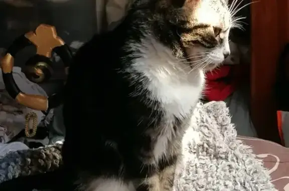 Animaux perdus Muret, photo: Chat Européen Perdu à Muret