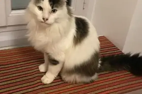 Chat trouvé Ville-la-Grand, photo: Chat perdu Rue Pasteur 7
