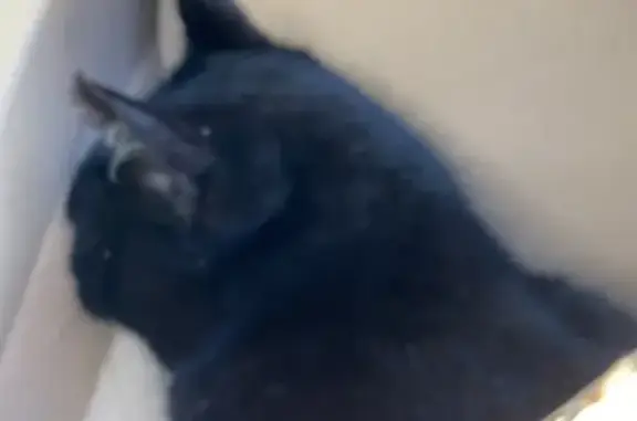 Chatte noire décédée trouvée - photo